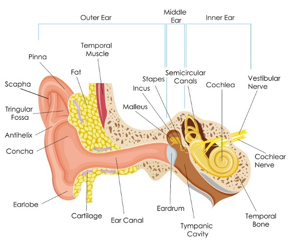 Human-Ear-Anatomy